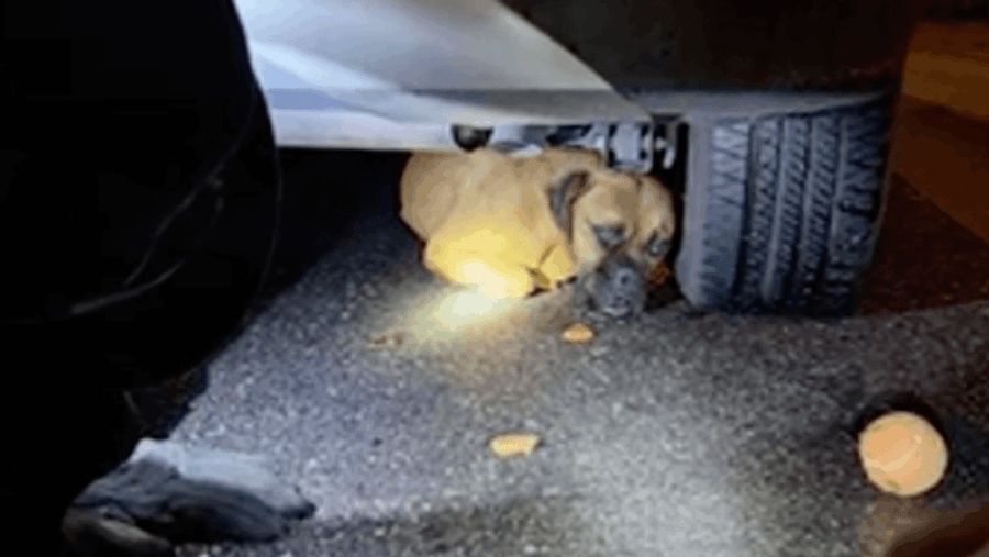 Firefighters in Arizona rescue a dog who was trapped underneath an auto 