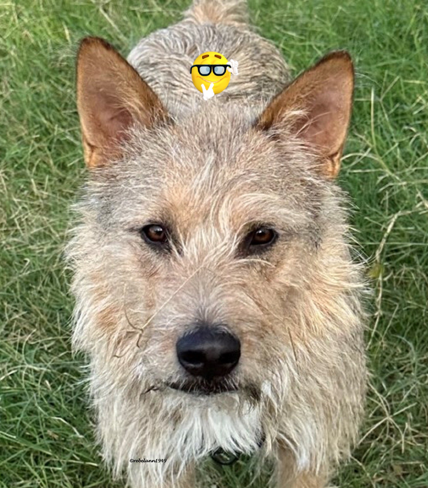 Roscoe stares at me like that when he is not happy with me.