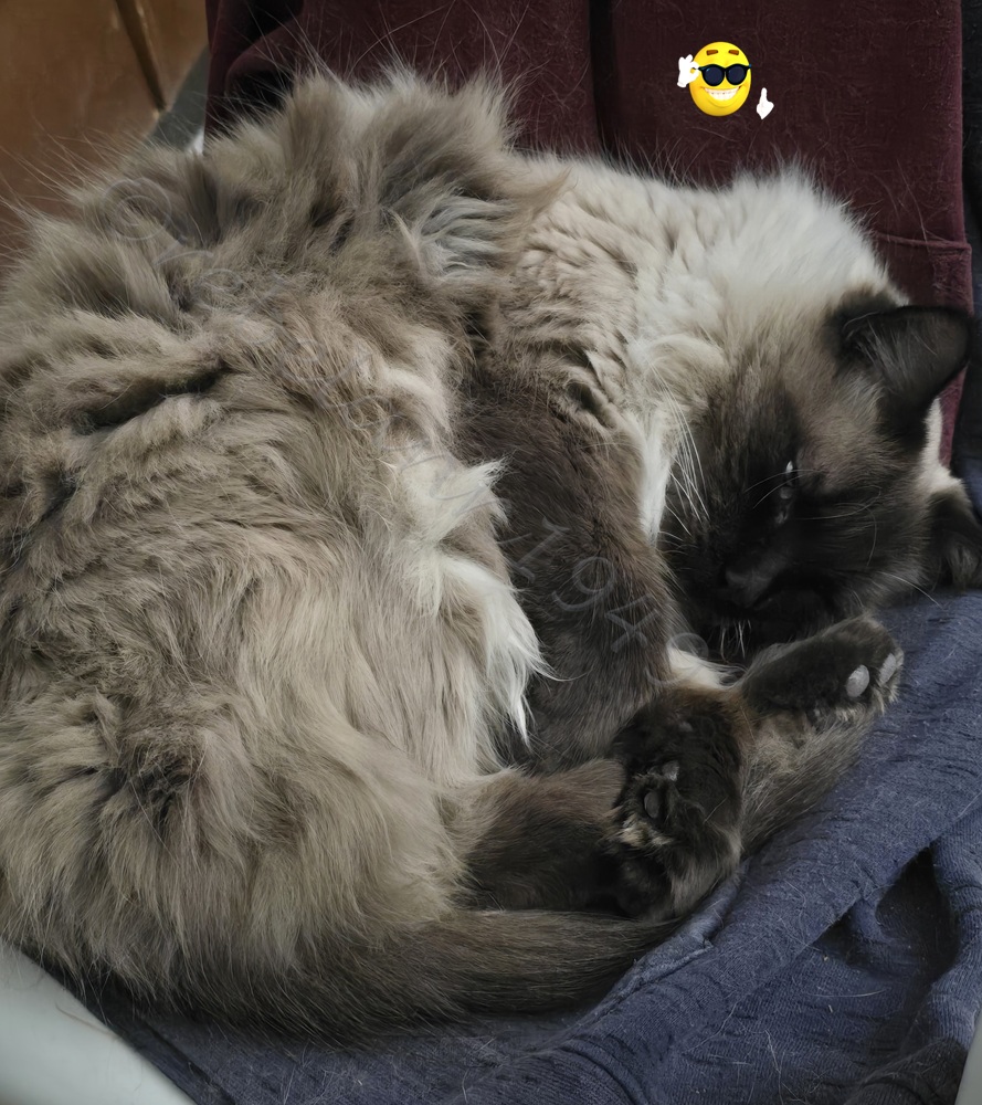 All curled up to keep warm All curled up to keep warm