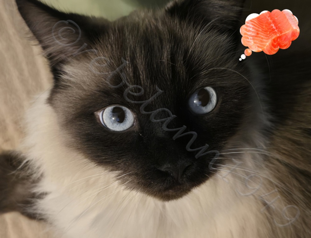 Tuffy thought that shark was salmon LOLOLOLOL