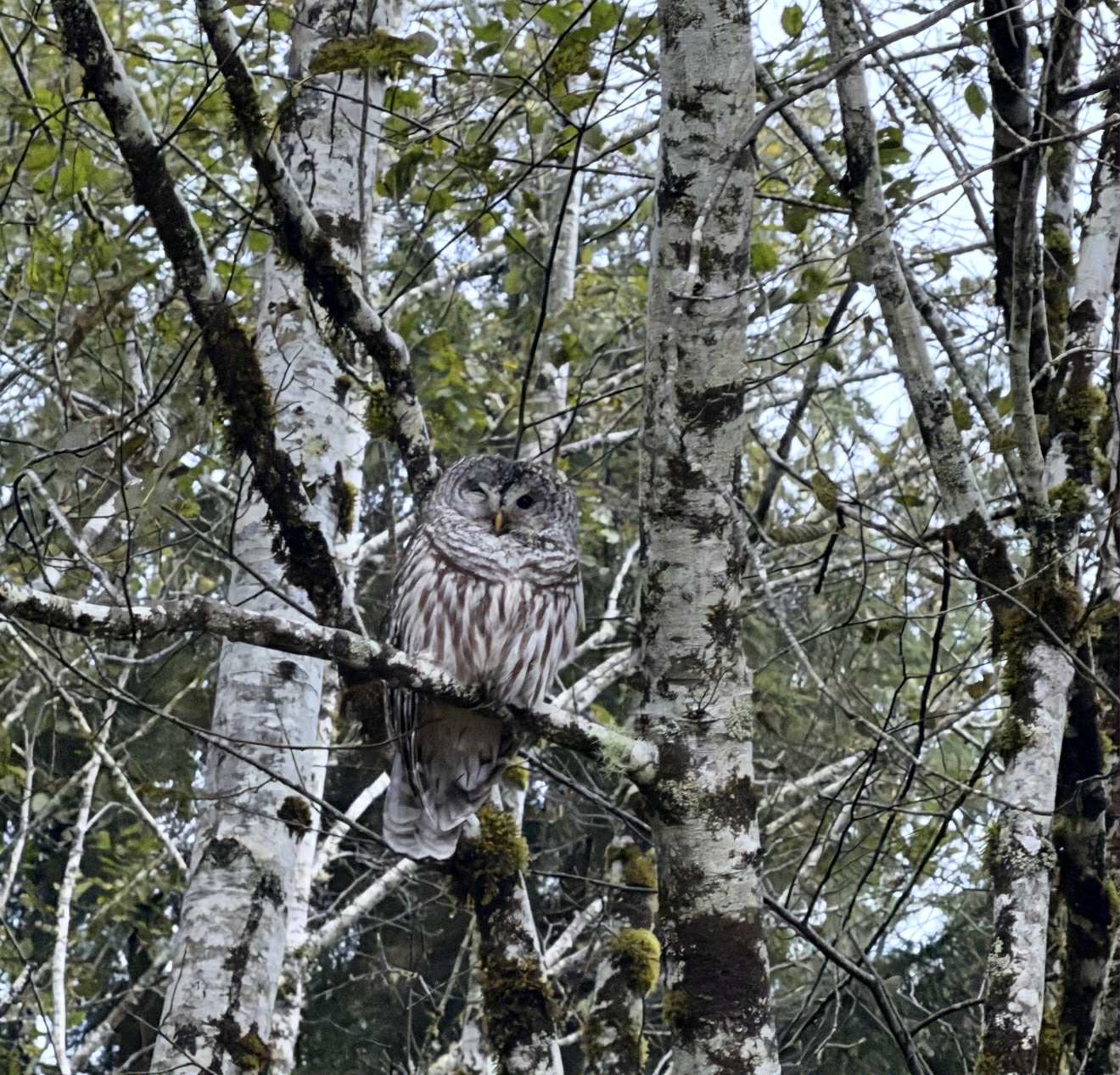 Owl in the tree by my trailer