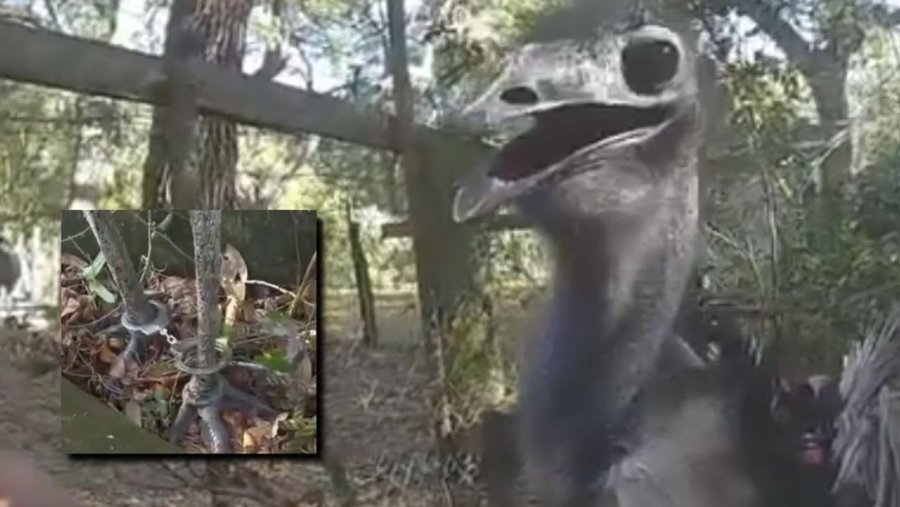 Loose emu in St. John's County Florida caught by a deputy last week