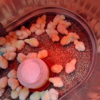 baby chicks