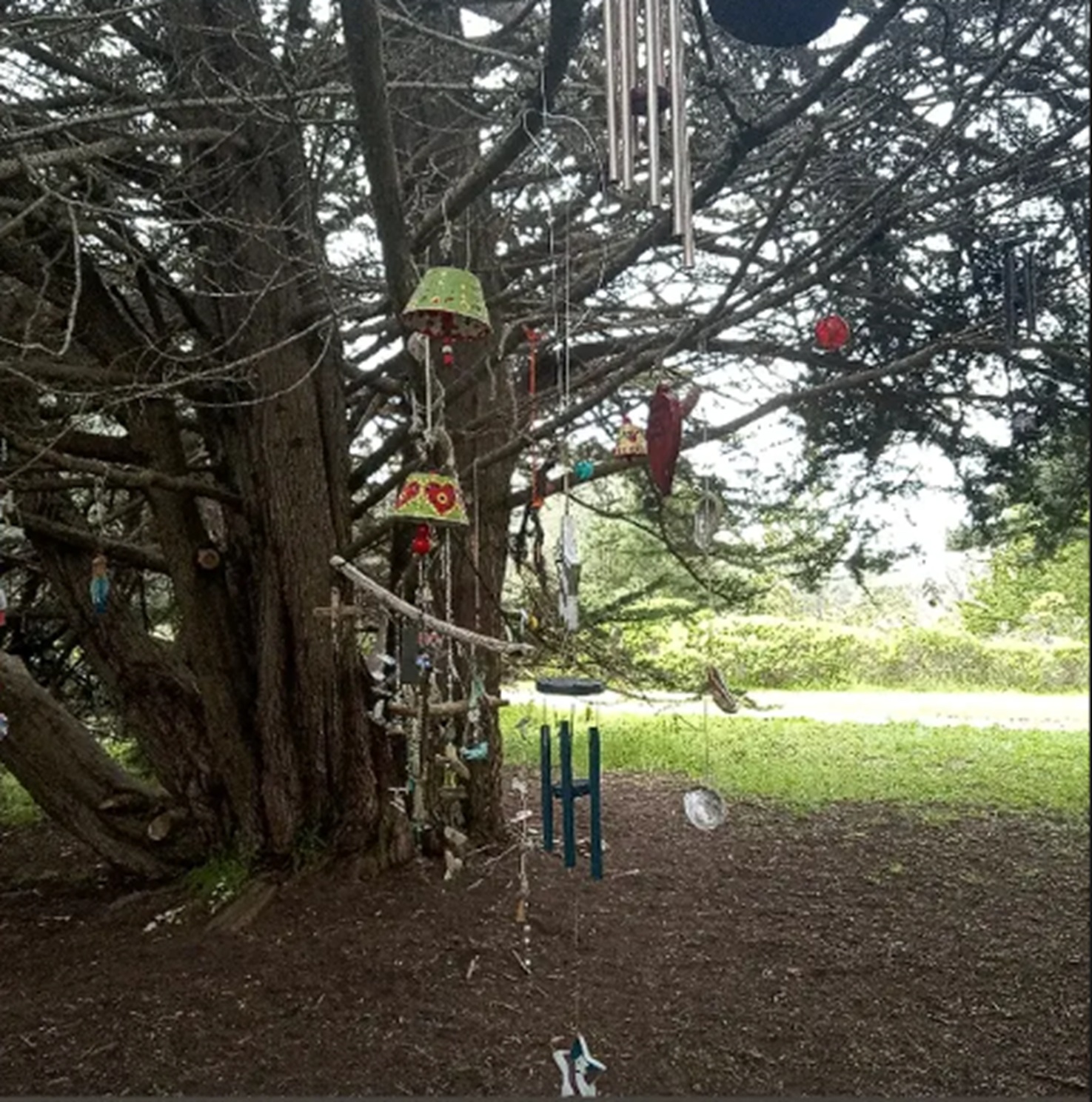 Photo I took at Nicholas Green tree Photo I took at Nicholas Green tree