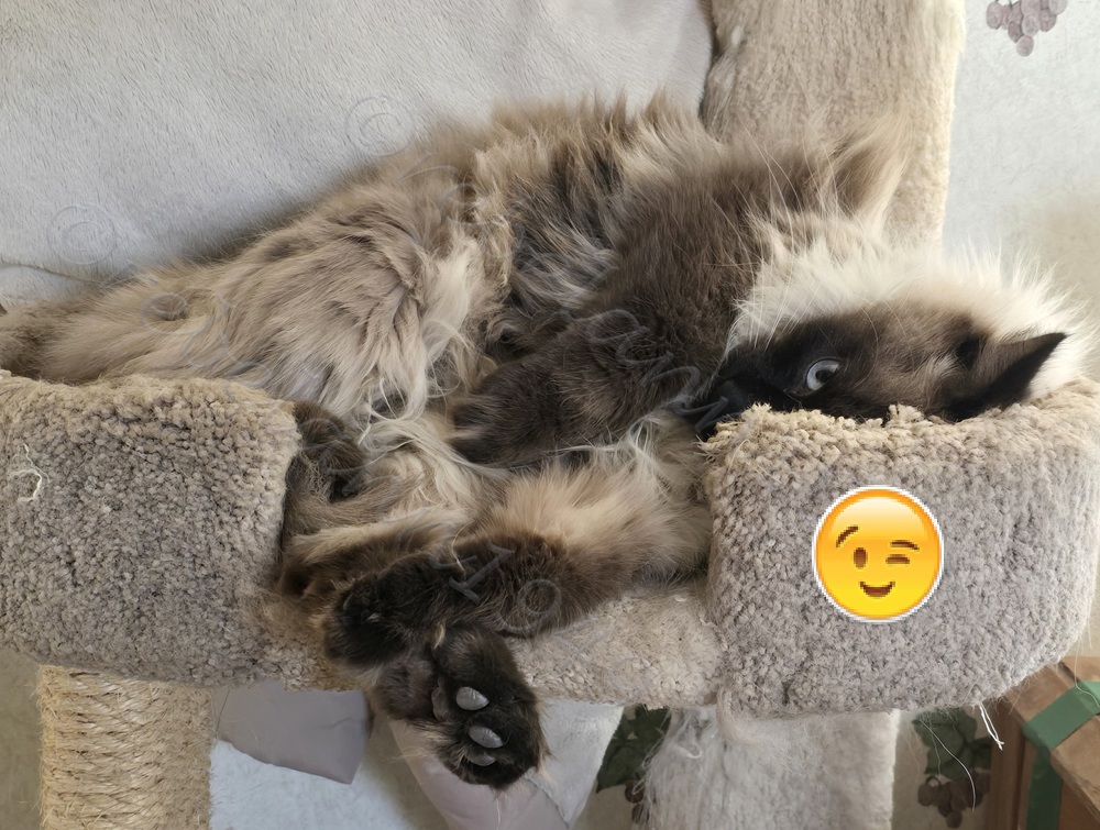 This is a lucky shot of Tuffy, he was rolling around thinking I wouldn't get a shot HA!!