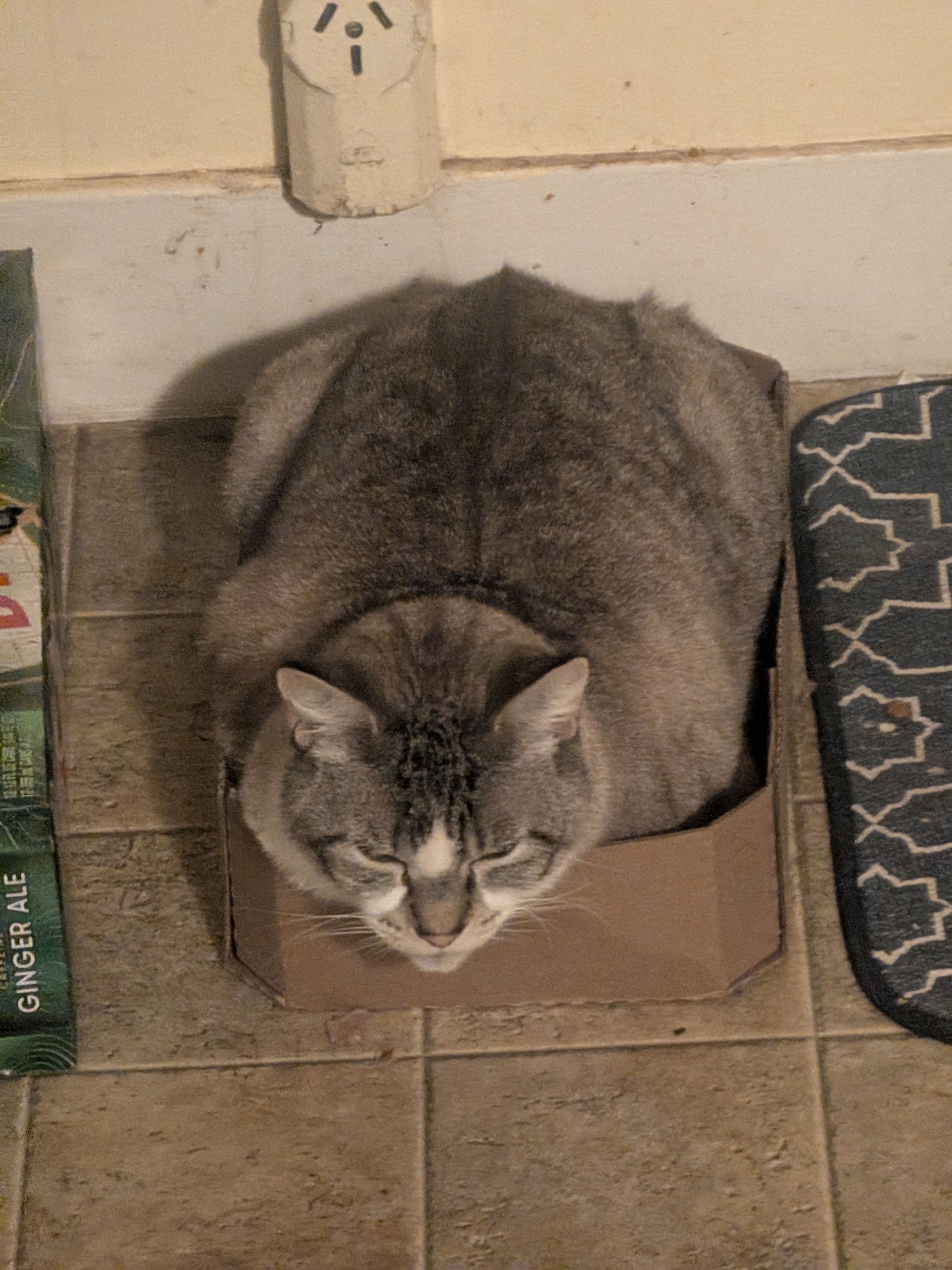 Buttercup in the box. 