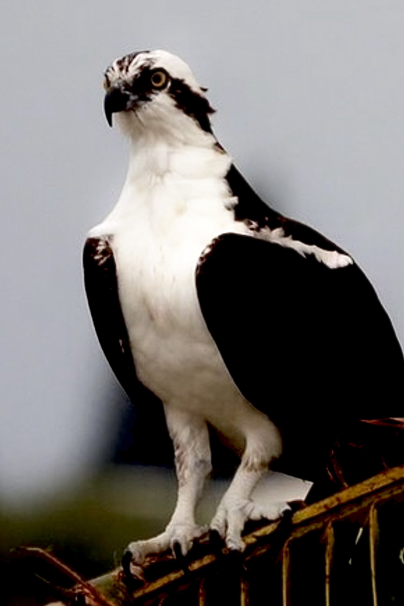 Majestic Orville the Osprey Majestic Orville the Osprey