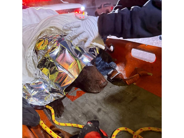 Dog rescued by firefighters in Annapolis Maryland on Monday Dog rescued by firefighters in Annapolis Maryland on Monday