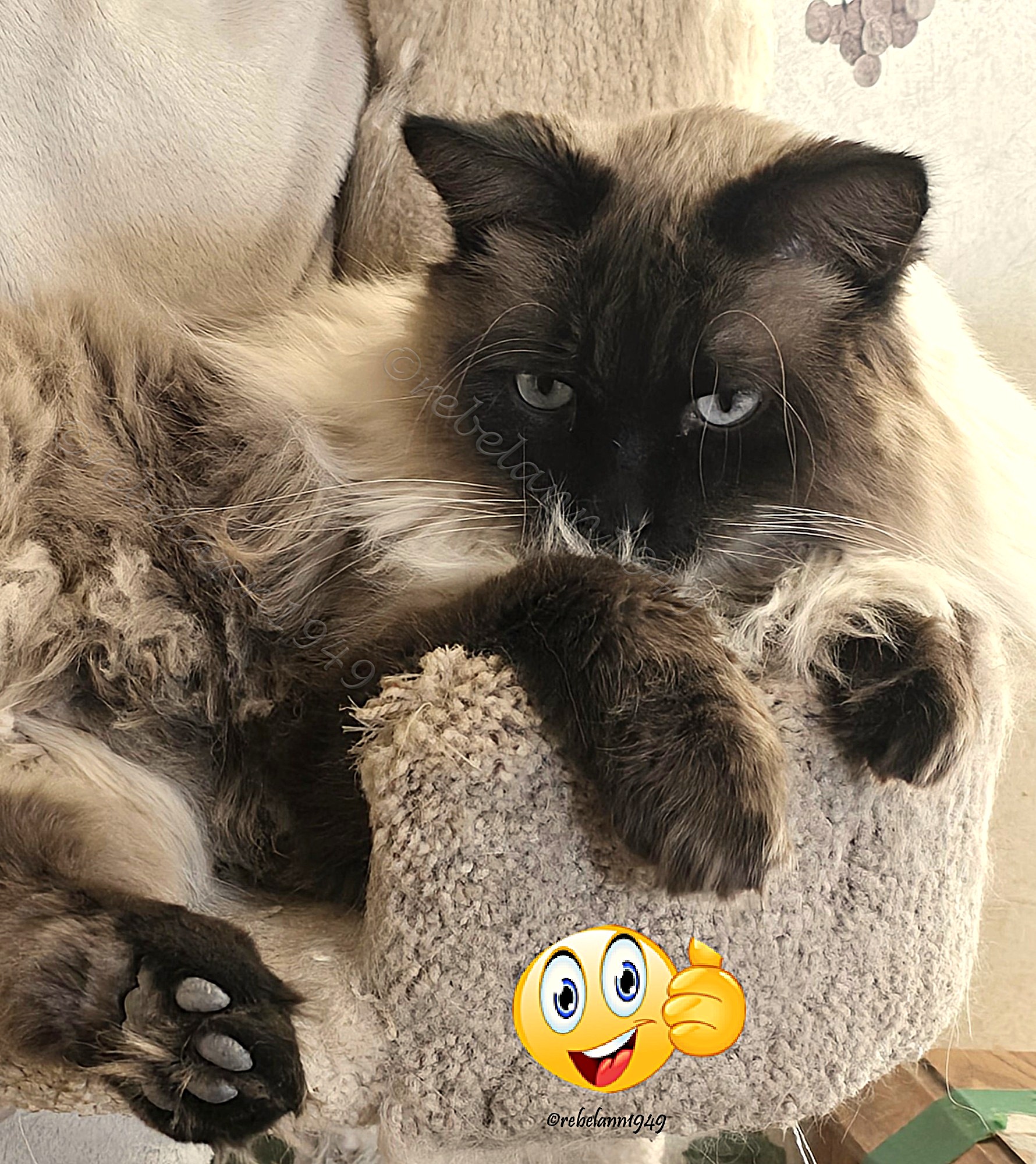 Tuffy saw the comb and was getting ready to take the darn thing away from me, he succeded