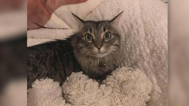 Aria the cat rescued by animal rescue volunteers in Colorado
