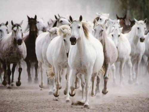 horses - a group of horses