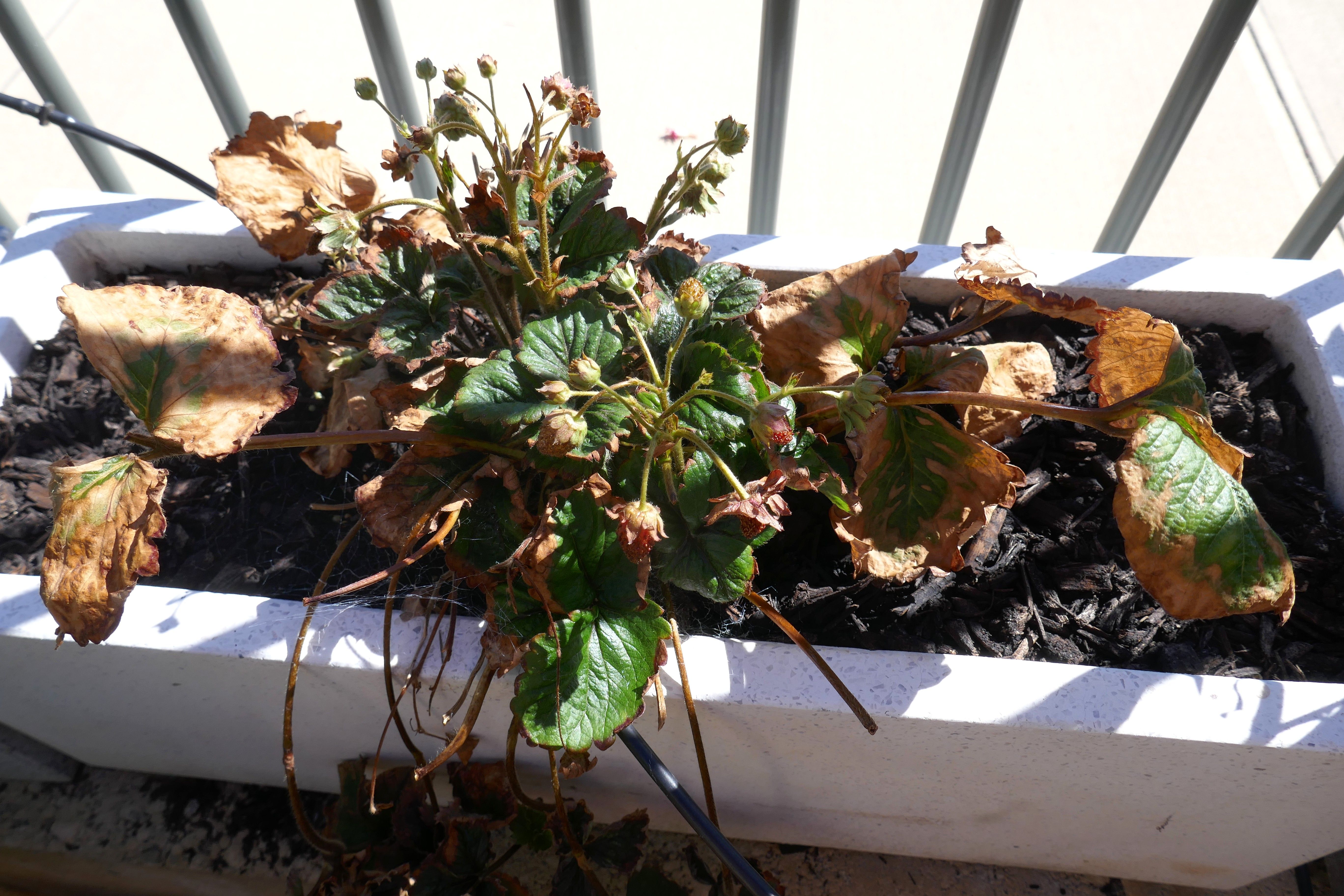 Strawberry plant affected by chilli thrip