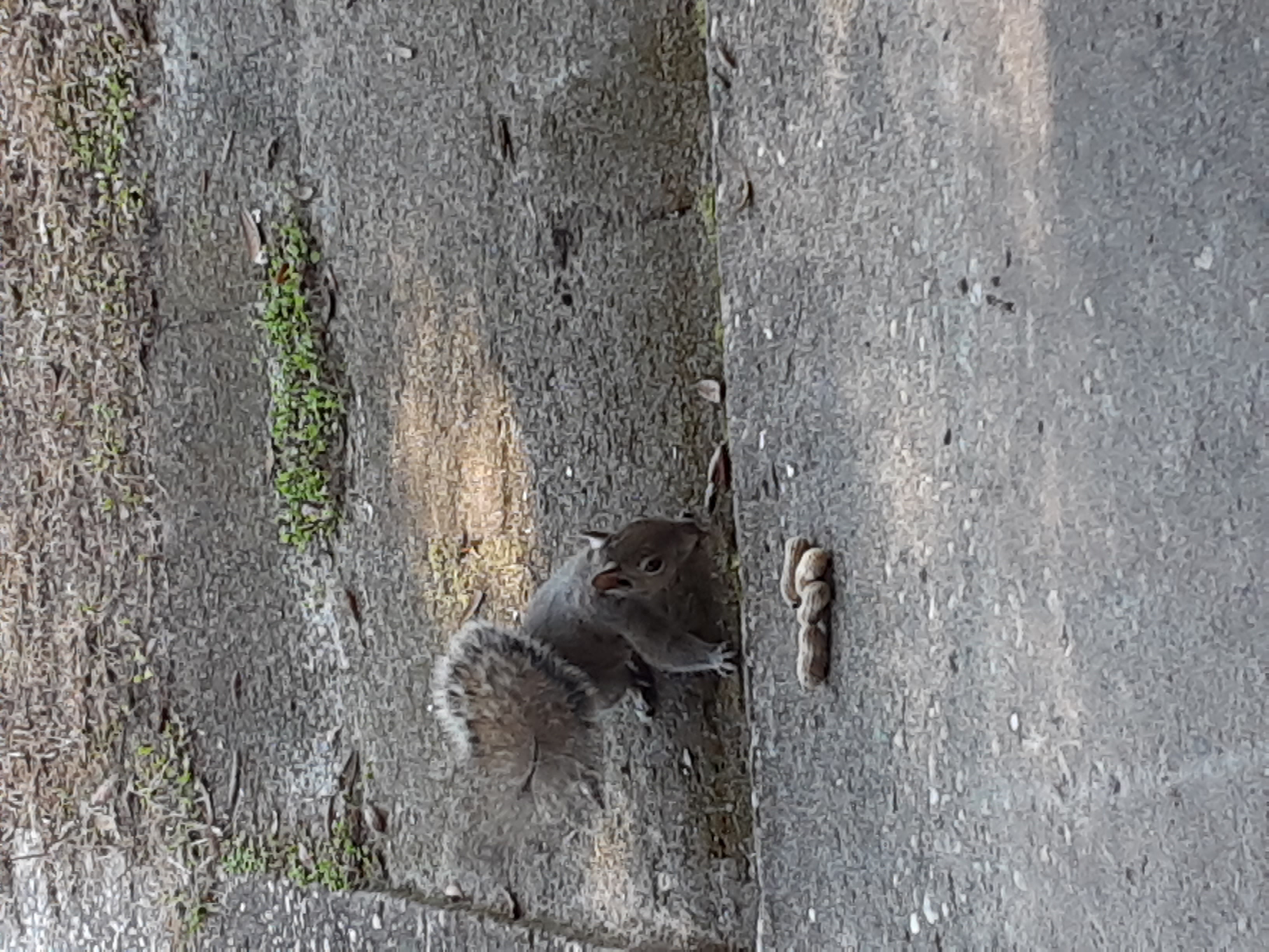 My Buddy Getting a Peanut My Buddy Getting a Peanut