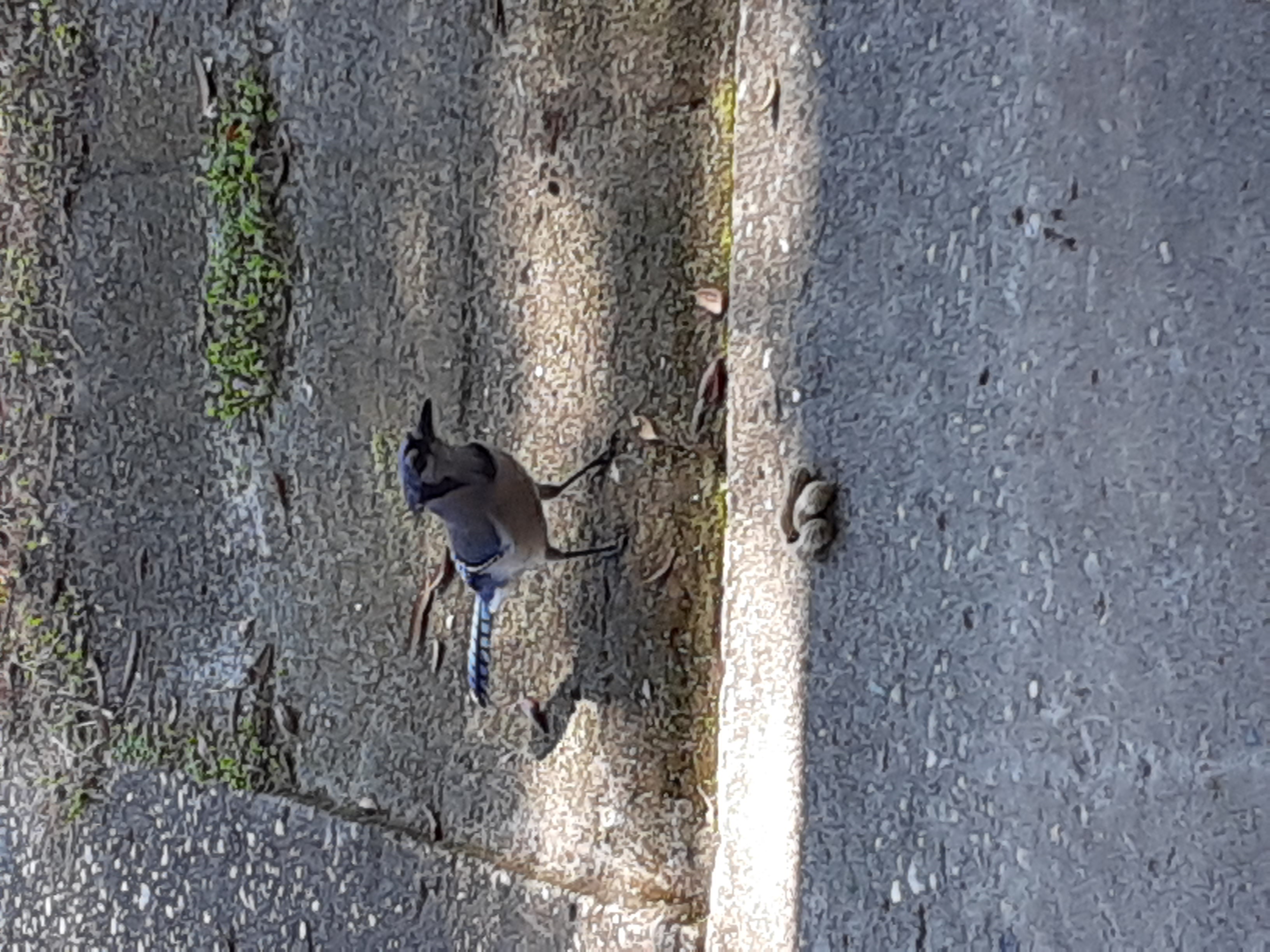 Mr Jay isn't shy about coming to get a peanut
