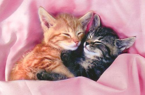 cat - cute cats