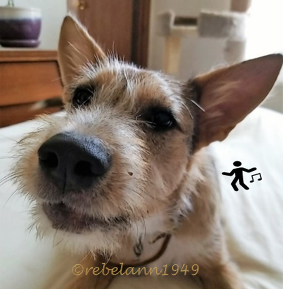 Roscoe was just a pup here but he was speaking to me LOL