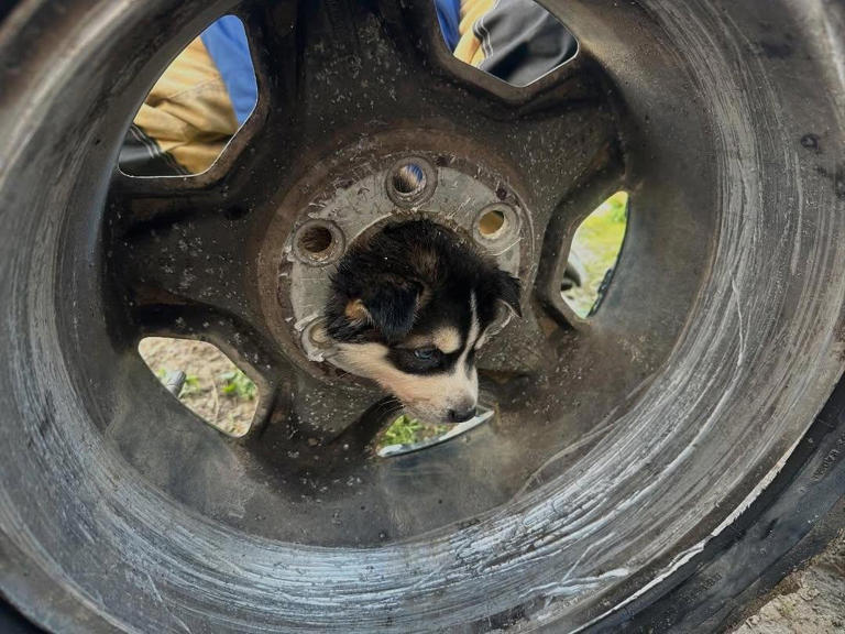A puppy in Fresno California needed to be rescued by firefighters on Wednesday.  