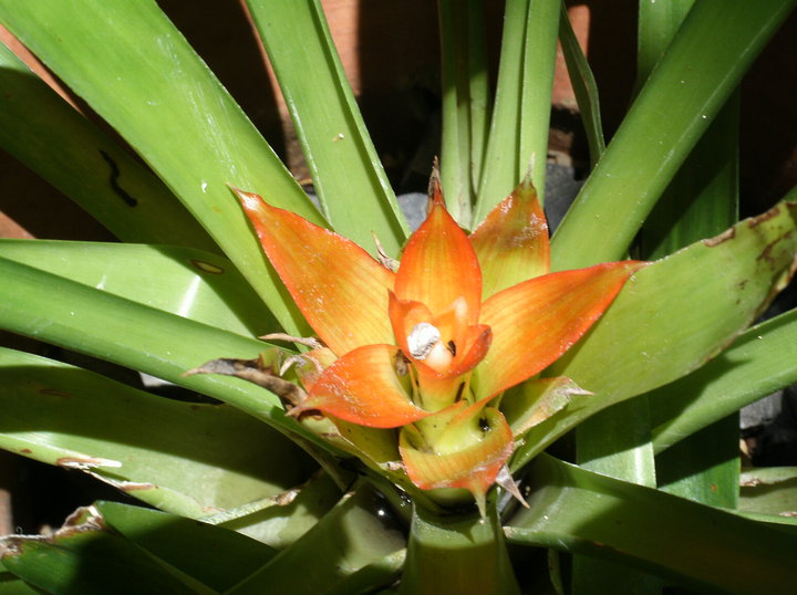 My photo. This is taken at my mom's garden many moons back. My photo. This is taken at my mom's garden many moons back.