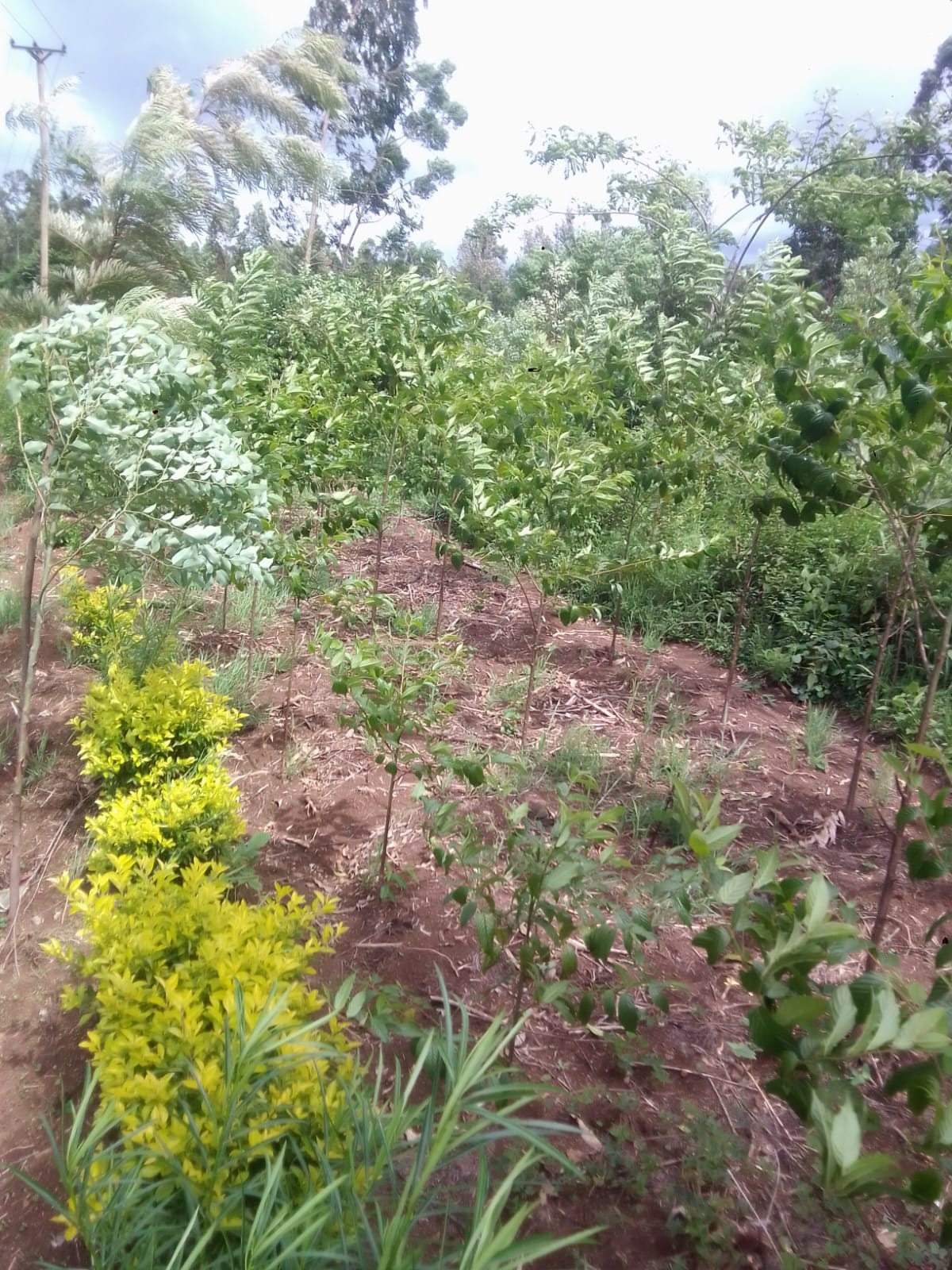A section of my trees and flowers doing great. A section of my trees and flowers doing great.