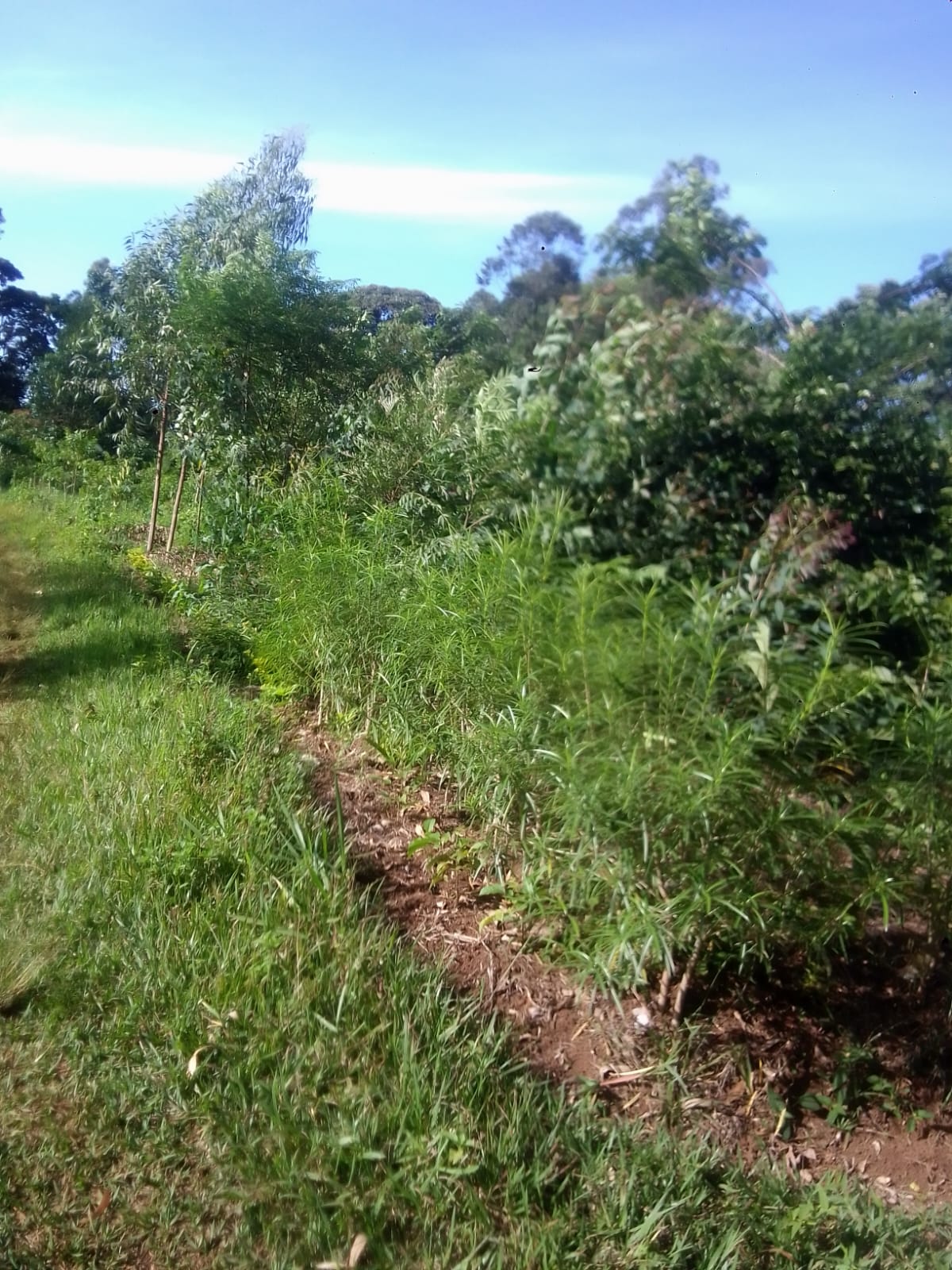 A photo of my young trees and hedge.