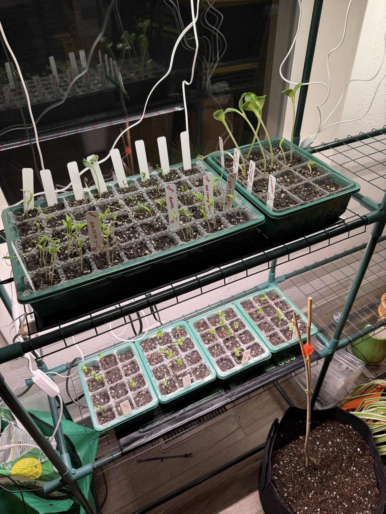 Son's seedlings 