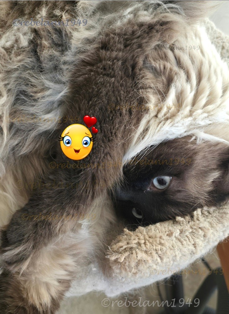 Tuffy curled into his perch.