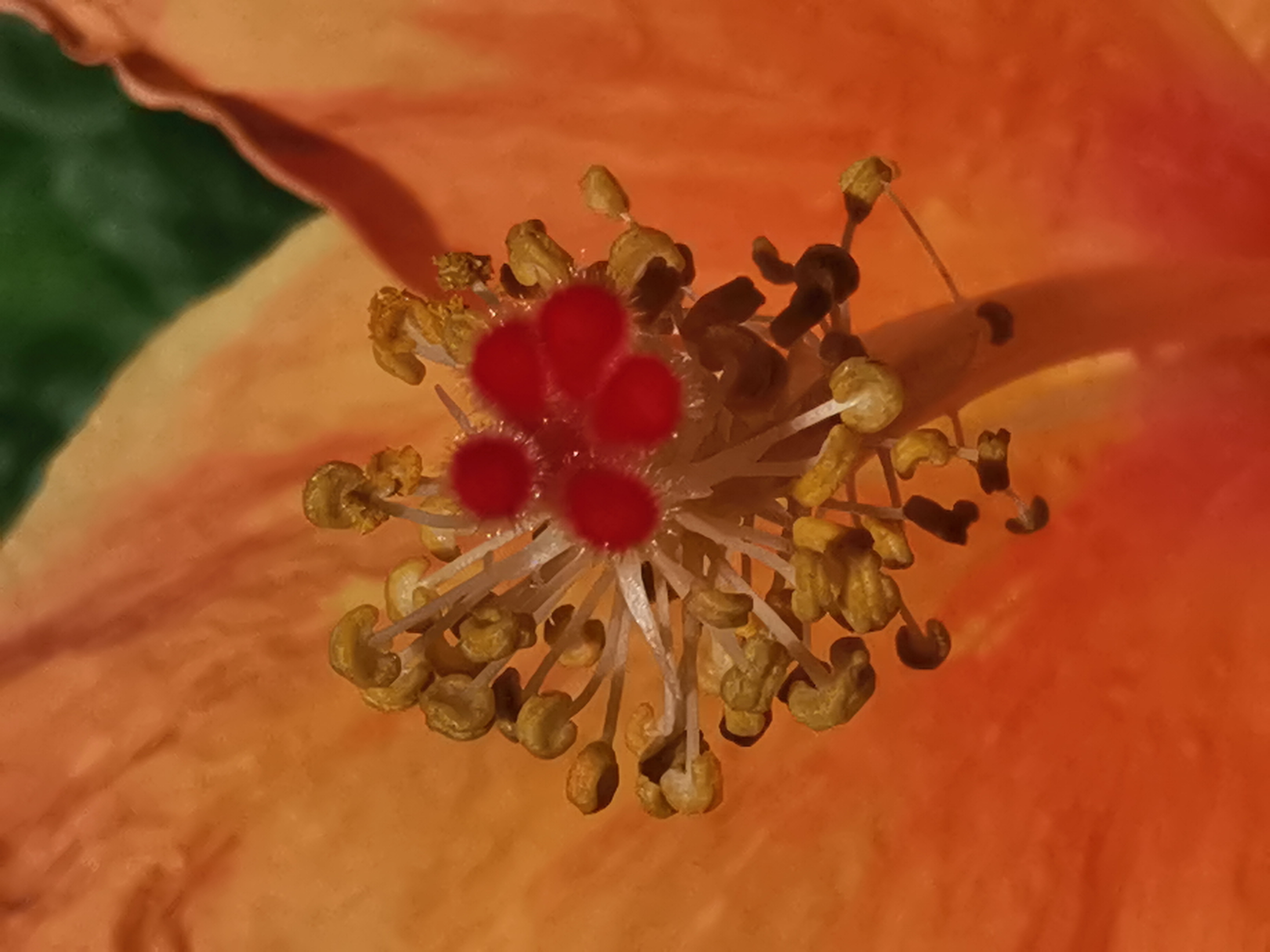 Macro shot of a hibiscus flower