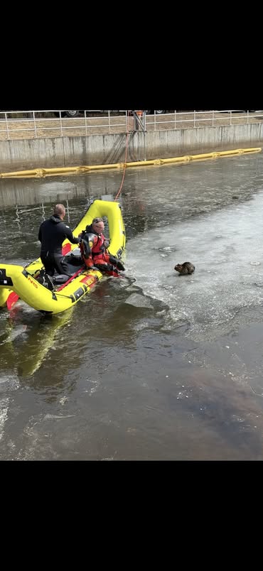 Firefighters in Glens Falls New York use a banana boat to rescue a cat Firefighters in Glens Falls New York use a banana boat to rescue a cat