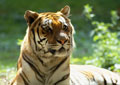 The Bengal Tiger - Facing Extinction? - The Royal Bengal tiger of India is one of just 5 remaining species of tiger in the world today. Studbook lists the current global captive population of Bengal tigers at 333 tigers. Their populations are declining at an alarming rate and are threatened with imminent extinction in the wild. These declines have continued despite the tiger being listed on Appendix I of the Convention on International Trade in Endangered Species of Wild Fauna and Flora (CITES).  All over India, key tiger areas are being destroyed for industrial concerns at the whim of politicians seeking to line their own pockets. The direct result is a country that loses an average of one tiger a day from its dwindling population to poaching for trade, habitat loss and prey decline.   By destroying the tigers' habitat, you are also destroying the environment that local people depend on for food and water. The tiger is a symbol of the overall health of India, its environment and its people. We are all together in this small world and it is critical to protect the environment now, before it is too late.