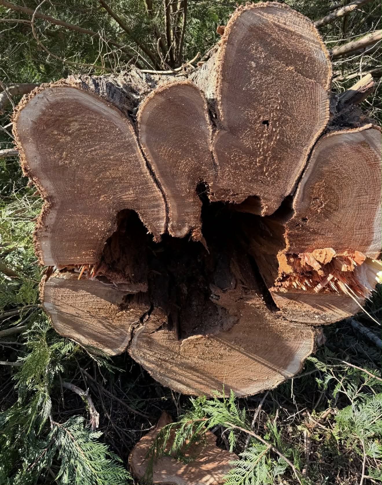 Cedar hollow from felling on property 