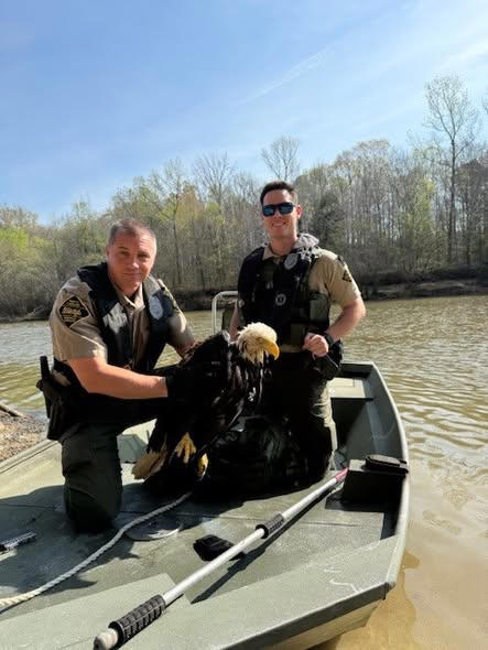 Bald eagle rescued by wildlife officials in a river in North Carolina 
