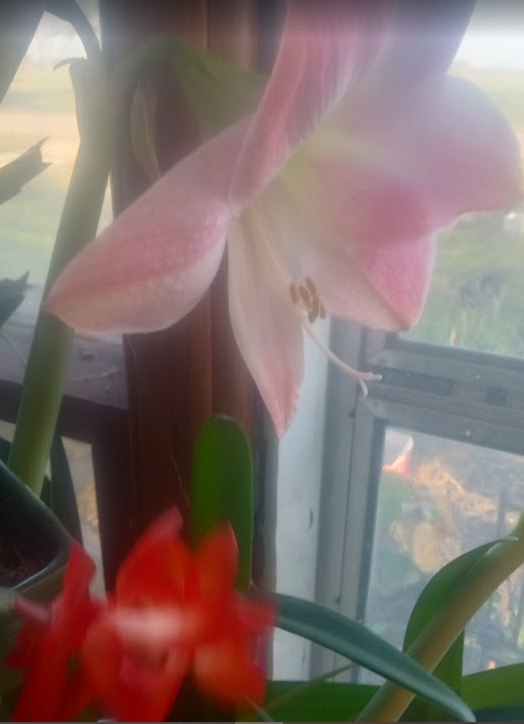 holiday cactus and amaryllis