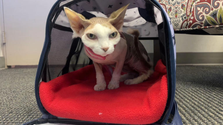 Sparkles the missing cat reunites with her owner in Mississippi