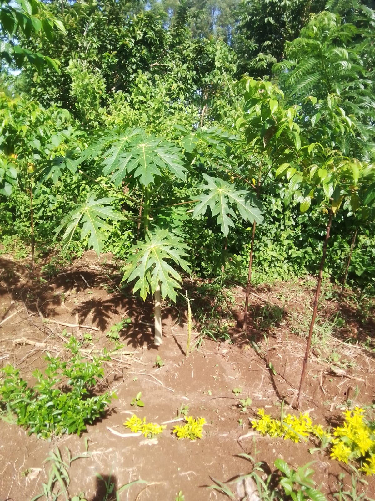 A photo of young papaya. Also turned out to be male A photo of young papaya. Also turned out to be male