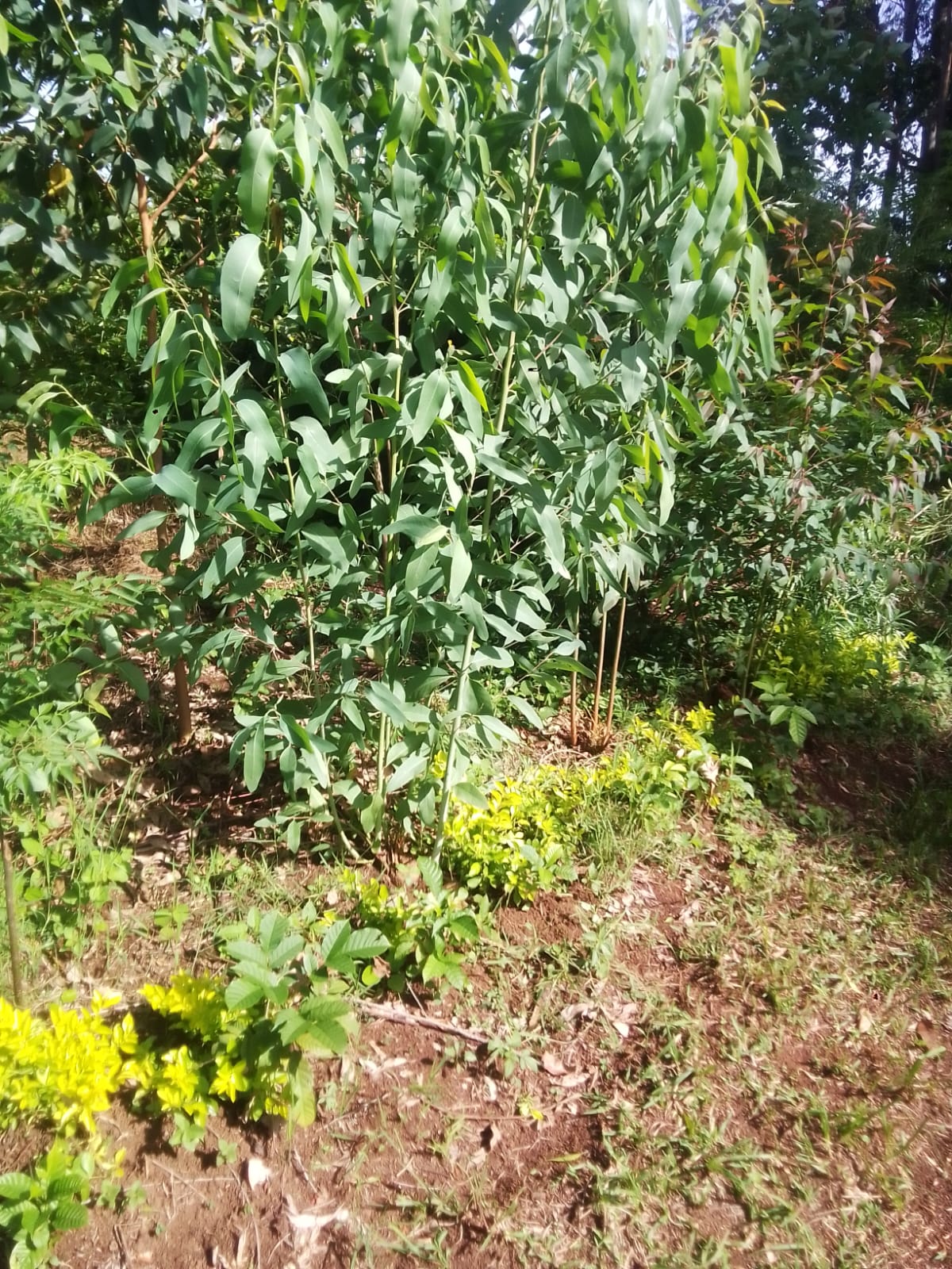 A young eucalyptus tree seeming to grow double the speed of indigenous ones in my farm