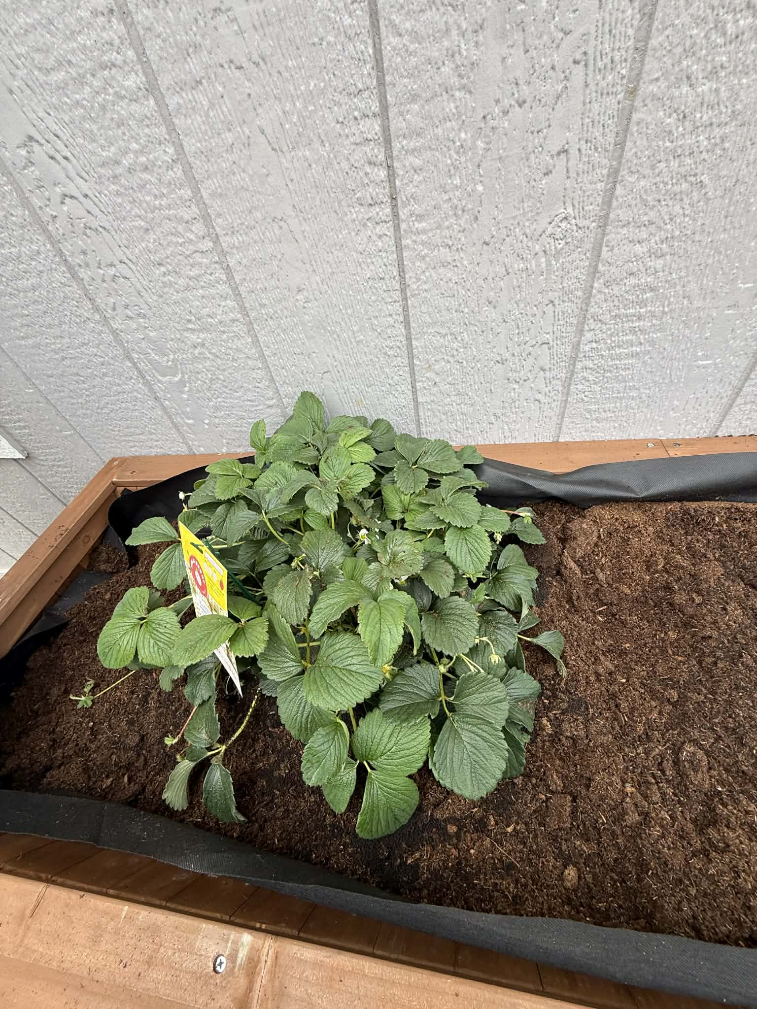 White Strawberry just planted