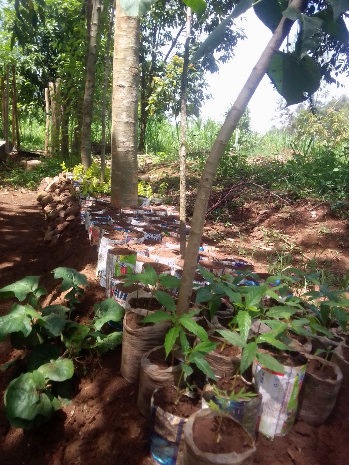 Photo of a section of my tree nursery I was working upon today Photo of a section of my tree nursery I was working upon today