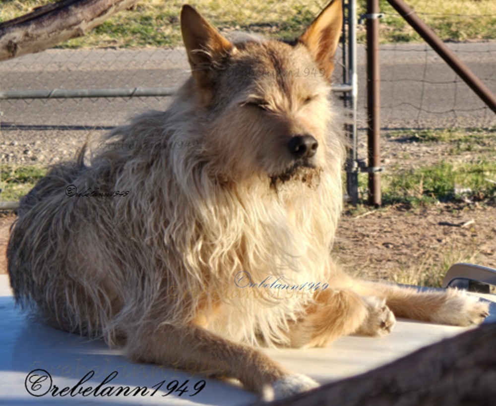 Roscoe resting in his favorite spot, on the roof of my car Roscoe resting in his favorite spot, on the roof of my car