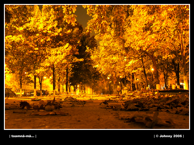 autumn - made on a bucharest's street at night ('toamna-ma...' translated in english means autumn-me...)