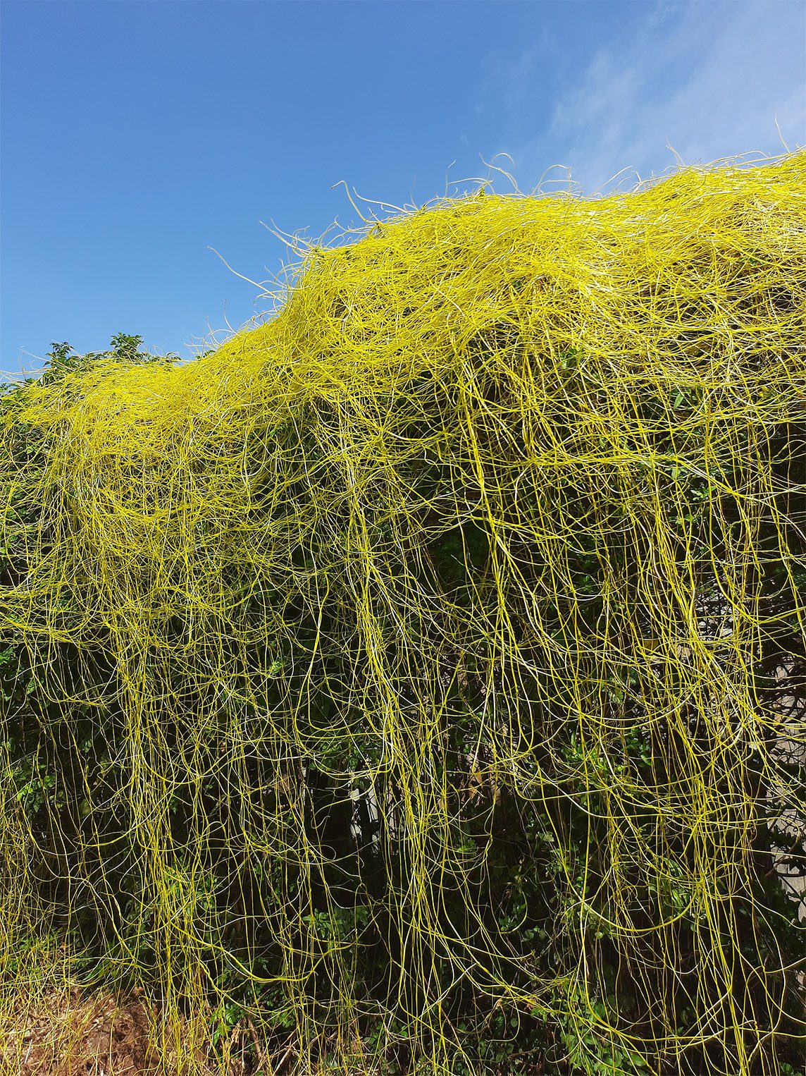  An internet photo of the Dodders parasitic plant
