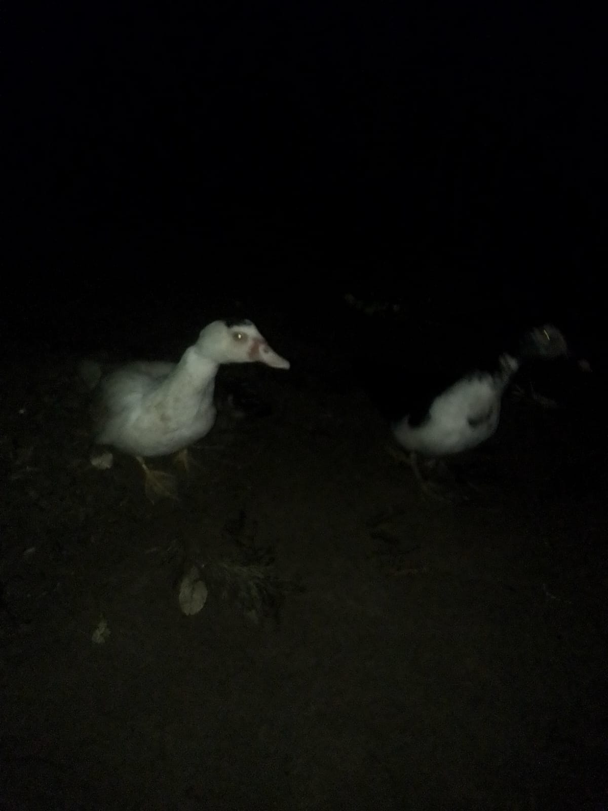 A photo I took of my ducks this evening 14.04.2026 A photo I took of my ducks this evening 14.04.2026