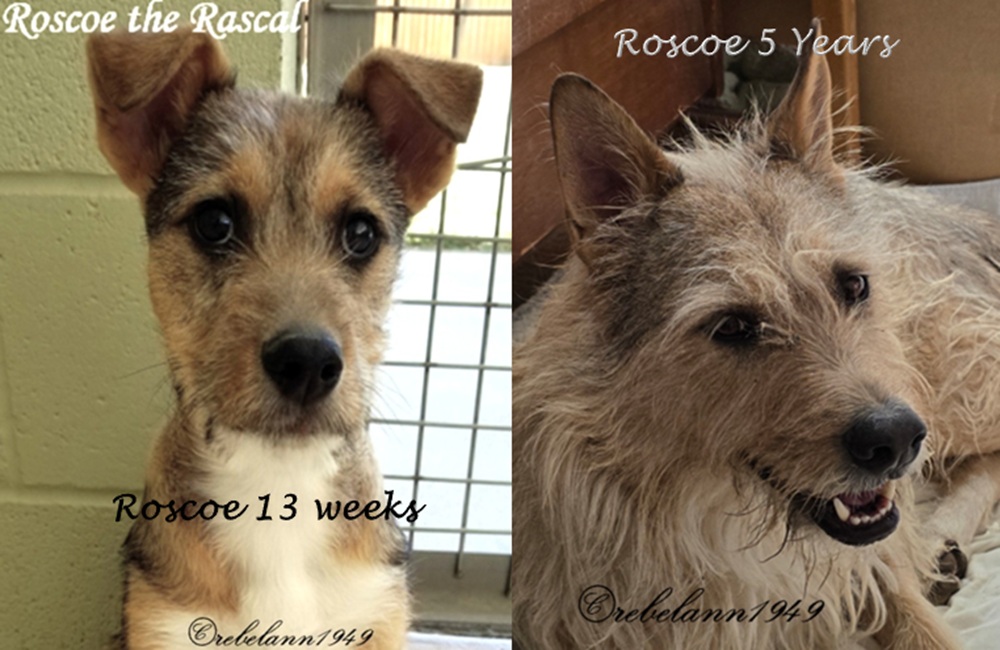 It's hard for me to believe Roscoe is already 5