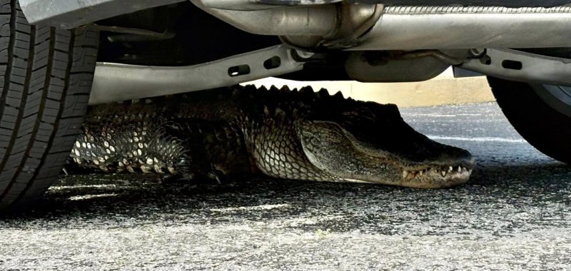 Alligator seen underneath an auto in North Carolina