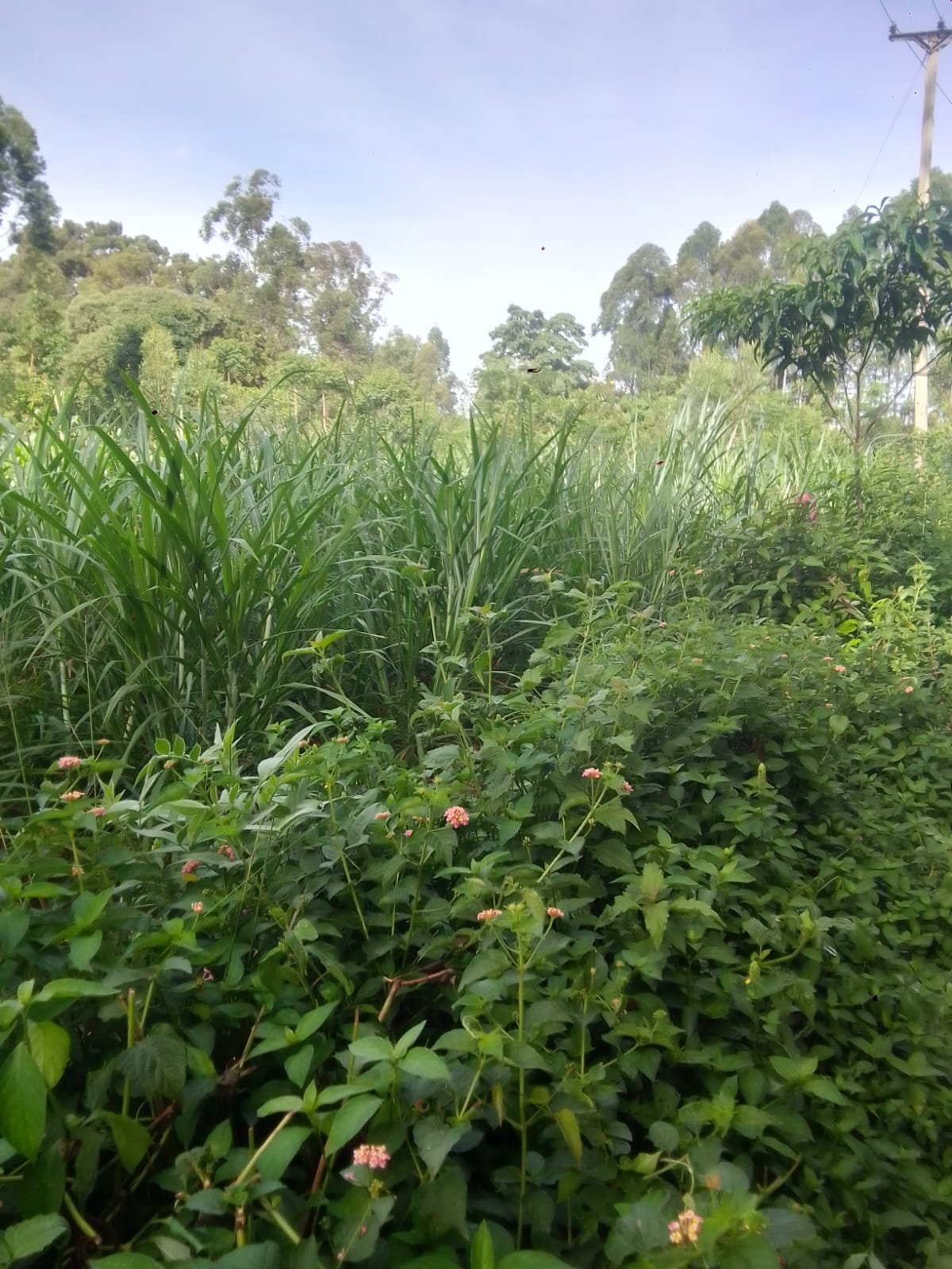 This is a photo I took of my Napier grass farm section