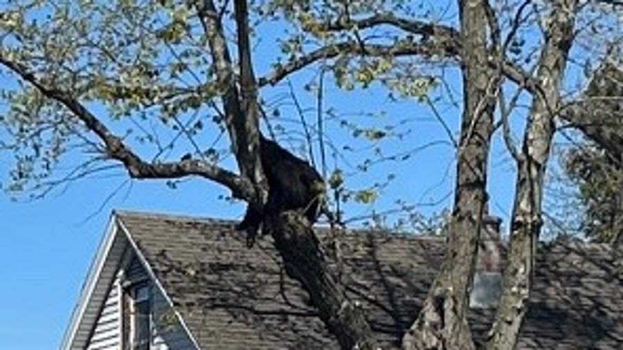 Bear seen in a tree in Albany New York on Tuesday