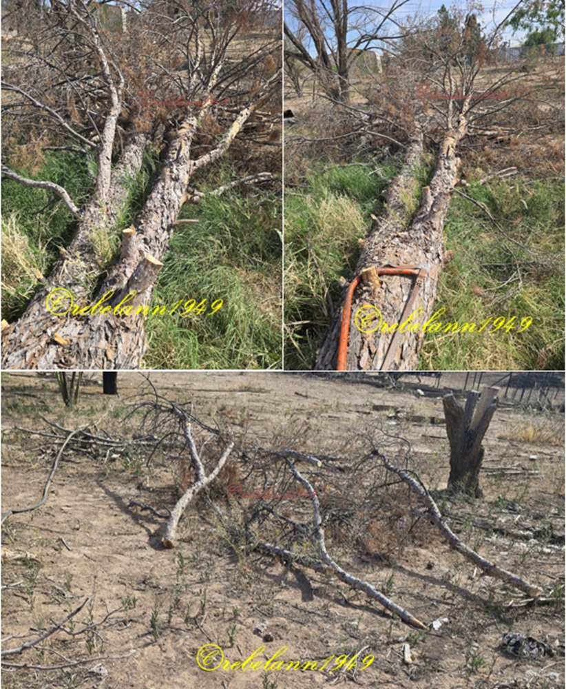 Pine tree dismemberment