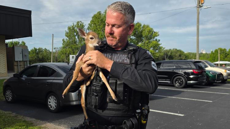 Florida Highway Patrol rescues a fawn who was in traffic in Floral City 