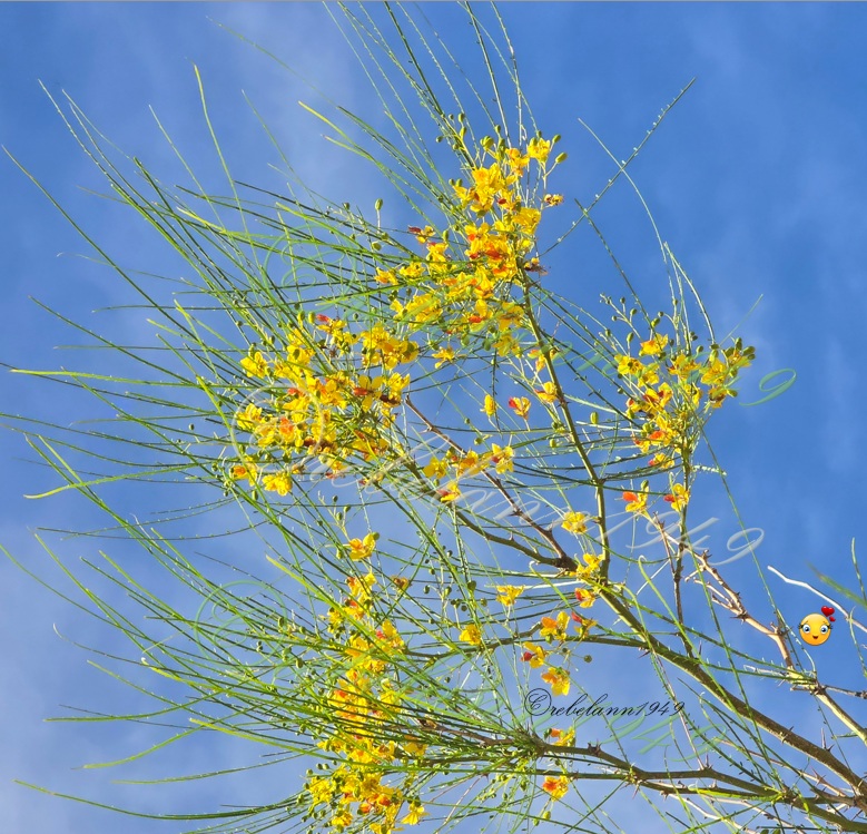 I'm so proud of this Palo Verde tree