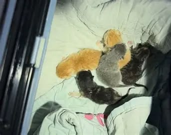 Five kittens who were inside of a storm drain rescued by firefighters in New Jersey 