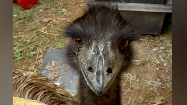 Picasso the female emu caught by animal control officials in Mt. Juliet last week